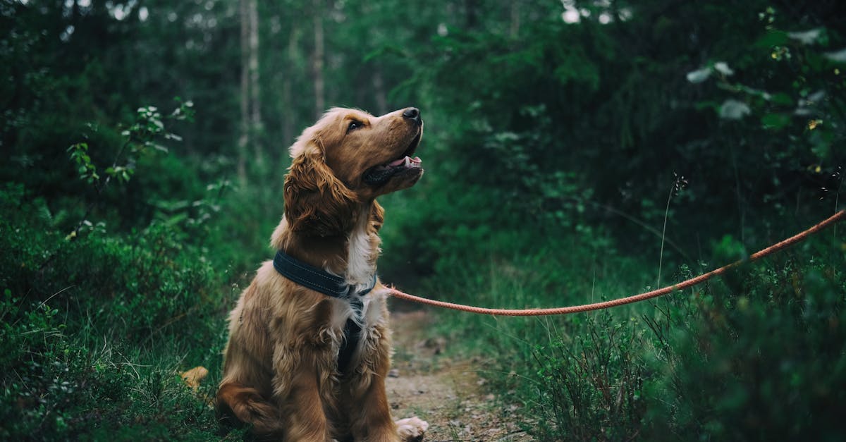 service de promenade de chiens professionnel pour maintenir la santé et le bien-être de votre animal de compagnie. contactez-nous pour des promenades régulières et personnalisées.