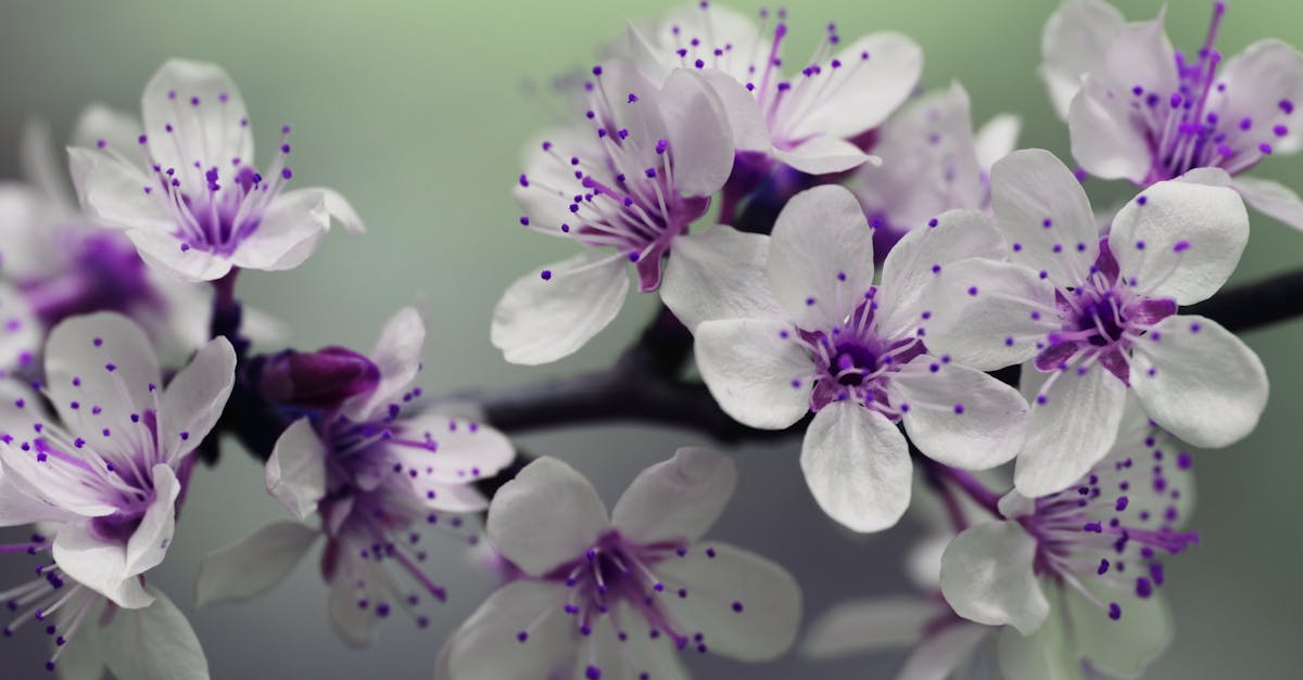 découvrez une sélection de magnifiques fleurs pour toutes les occasions sur notre site. commandez dès maintenant et faites plaisir à vos proches avec des bouquets exceptionnels.