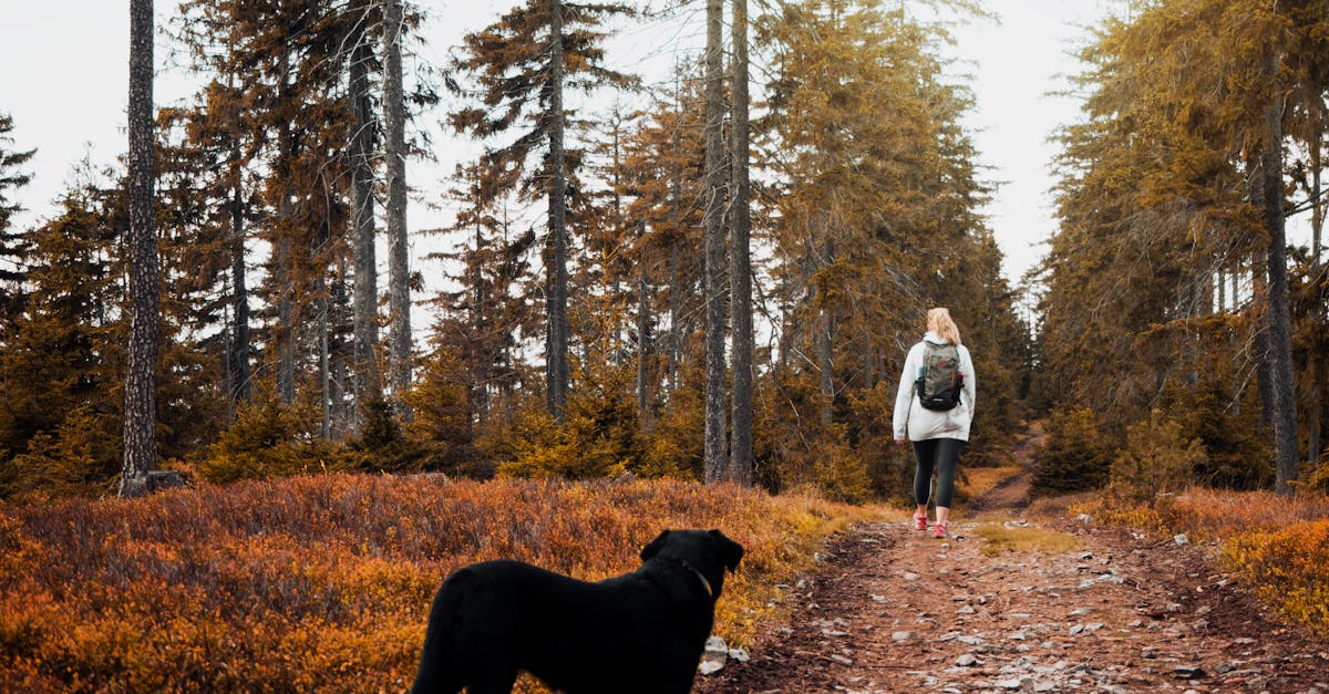 service de promenade de chien professionnel pour assurer l'exercice et le bien-être de votre animal de compagnie.