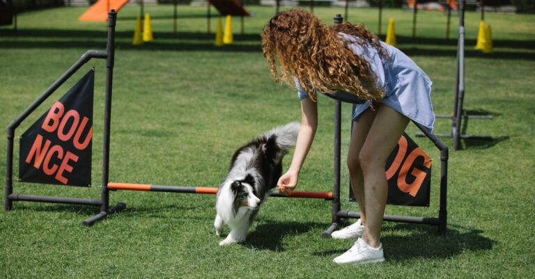 découvrez les meilleurs colliers de dressage pour chien pour améliorer le comportement de votre animal de compagnie.
